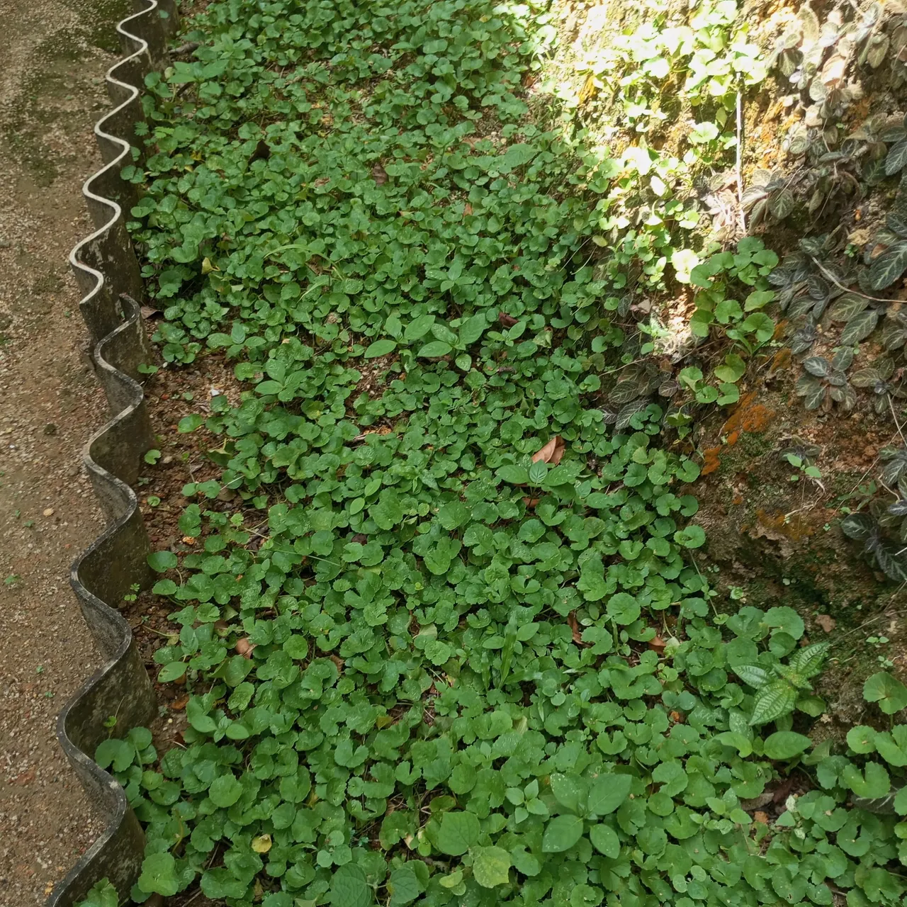 1000087787.jpg