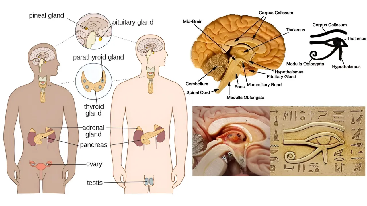 45 Animal Hormones.jpeg