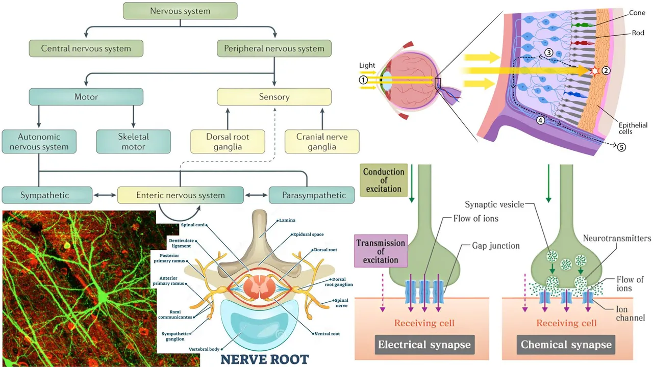 44 Nervous System.jpeg