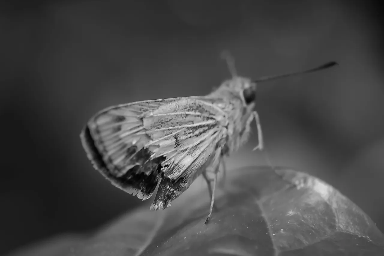 1650119330269.jpg