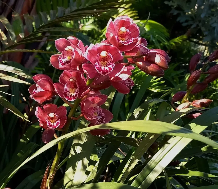 orchids.jpg