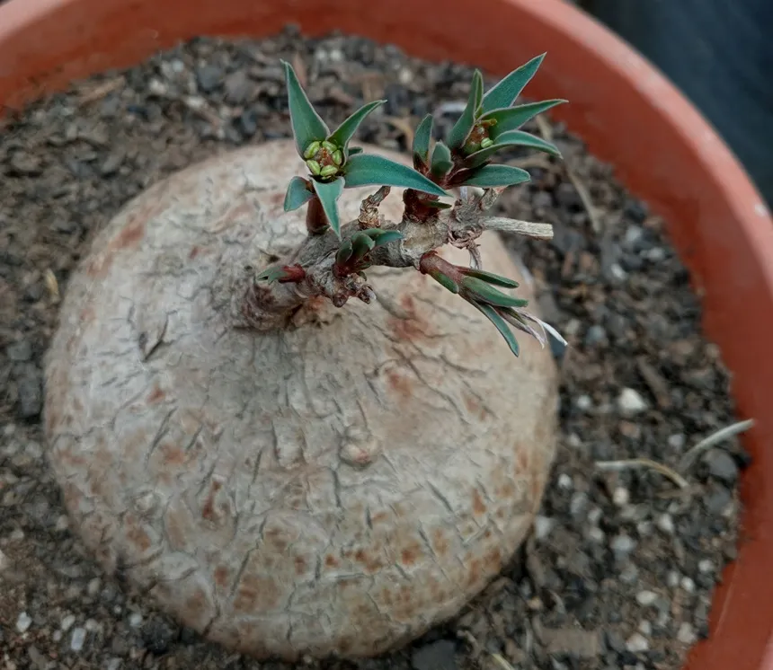 Euphorbia trichadenia.jpg
