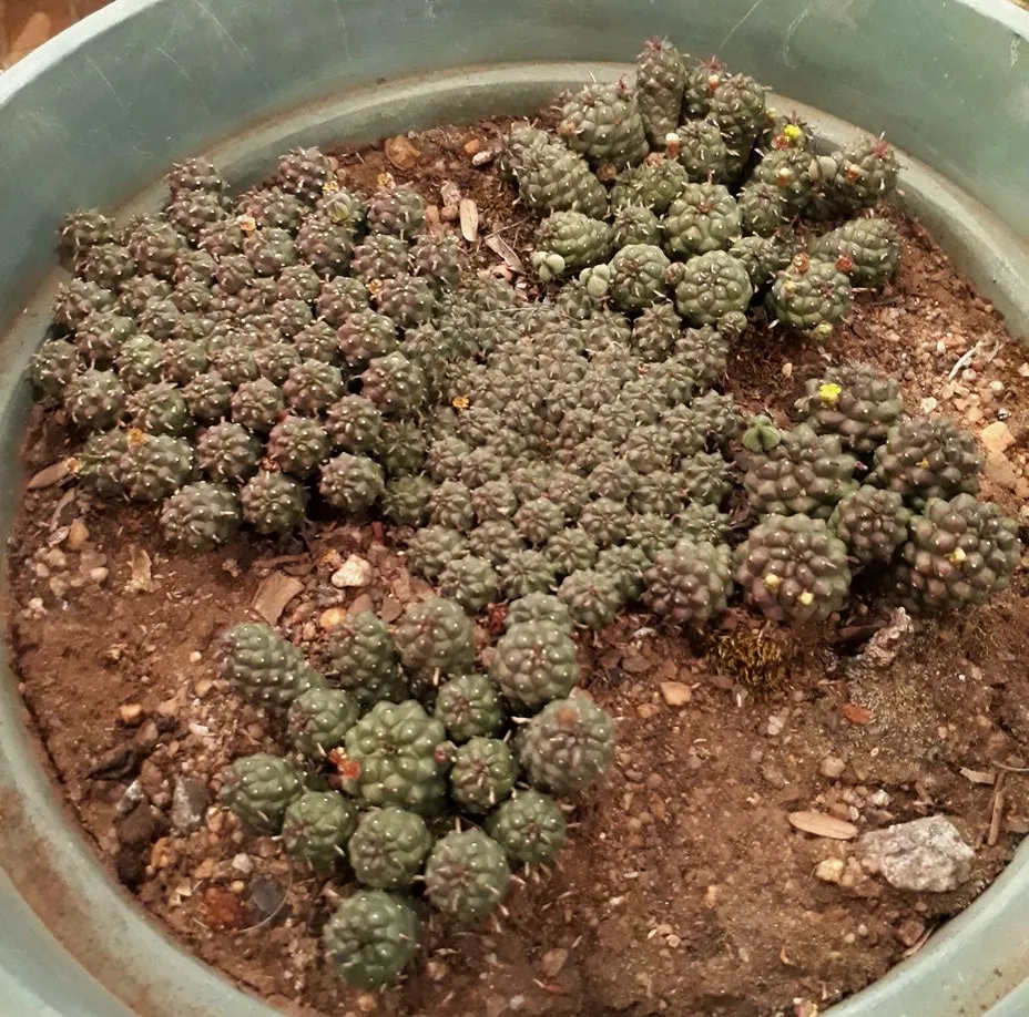 Euphorbia clavaroides.jpg