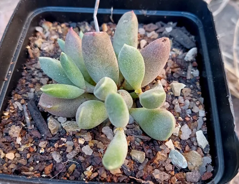 Cotyledon papillaris.jpg