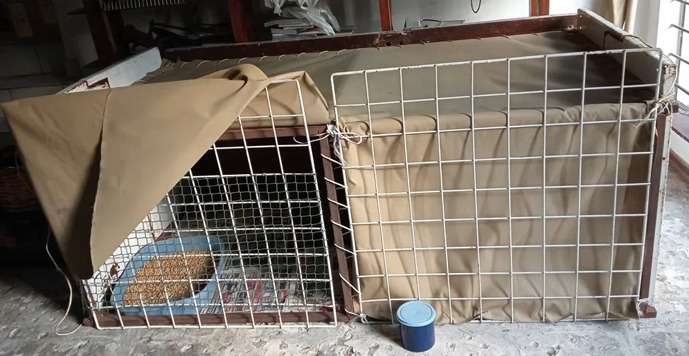 cat-coop.jpg