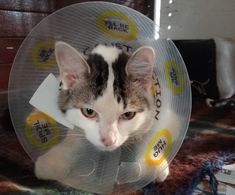 Simba.jpg