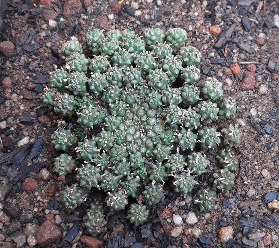 Euphorbia clavaroides.jpg