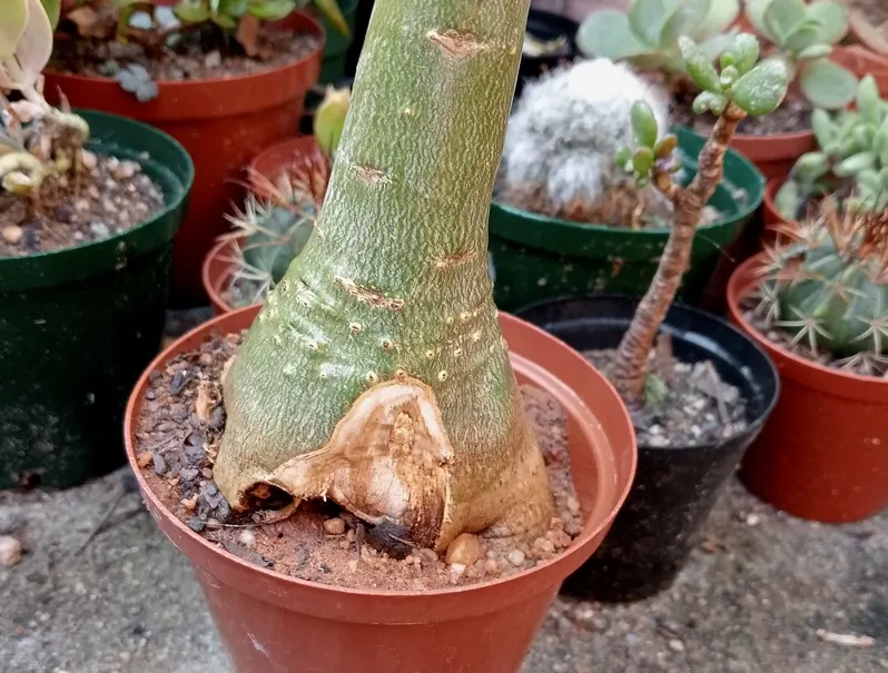 Adenium stem.jpg