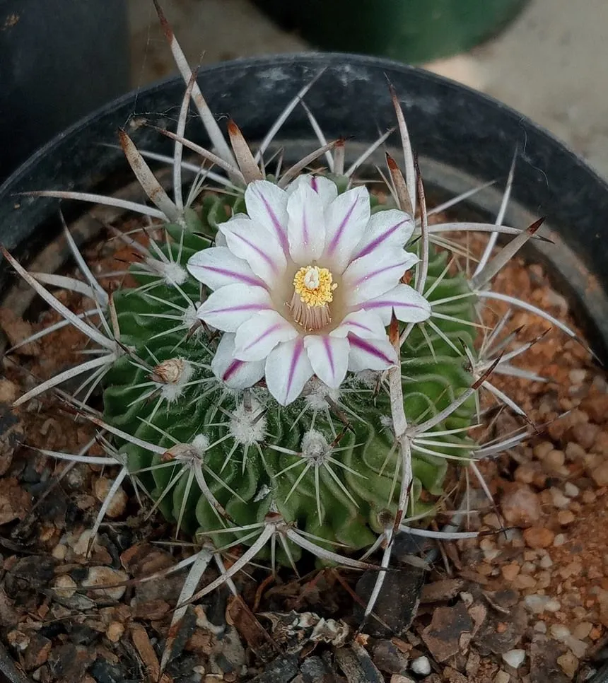 stenocactus crispatus.jpg