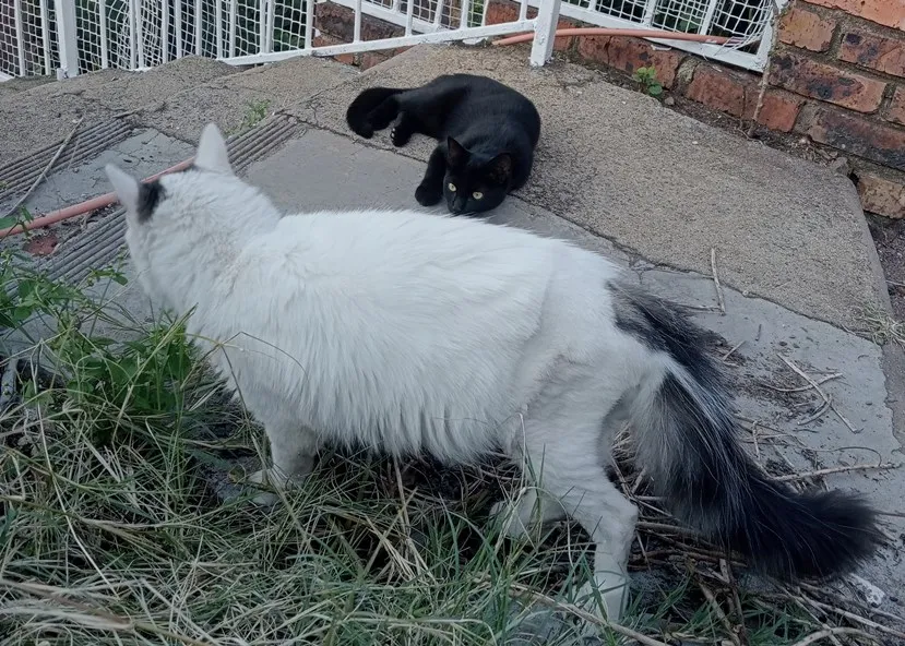 eating grass.jpg
