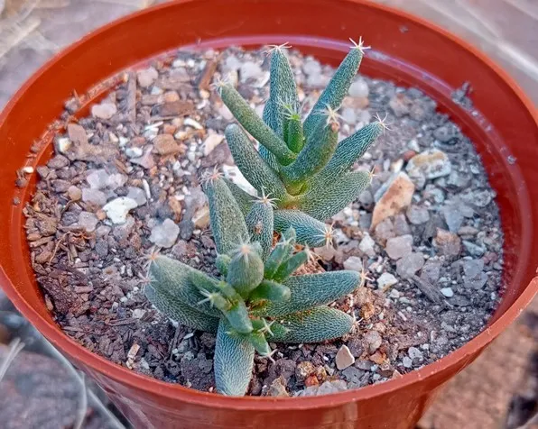 Trichodiadema burgeri.jpg