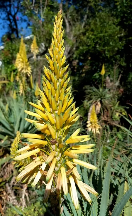 flower arborescens.jpg