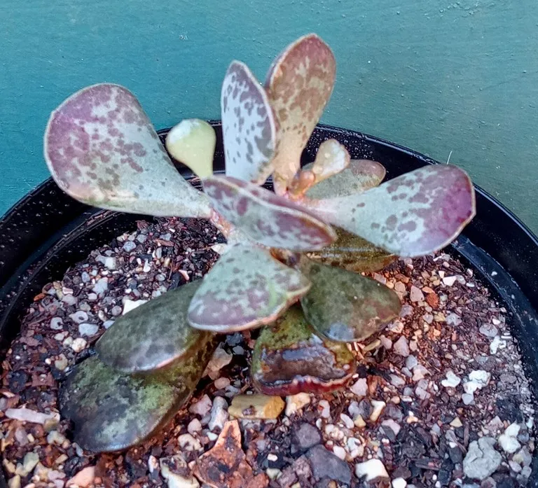 Adromischus triflorus.jpg
