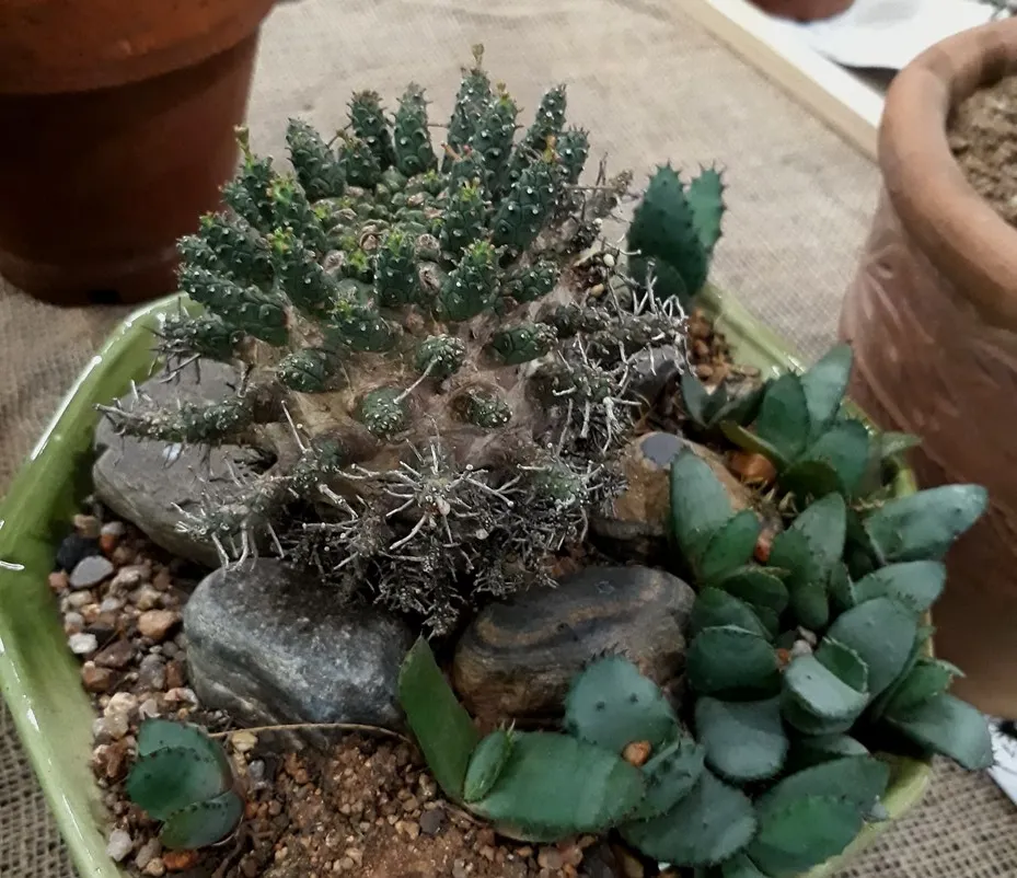 Euphorbia decepta.jpg