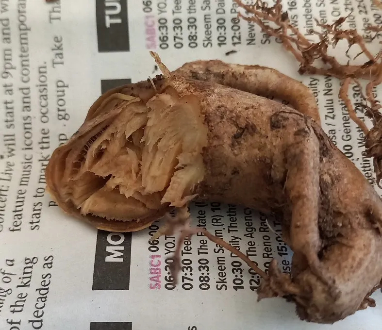 dead tissue.jpg