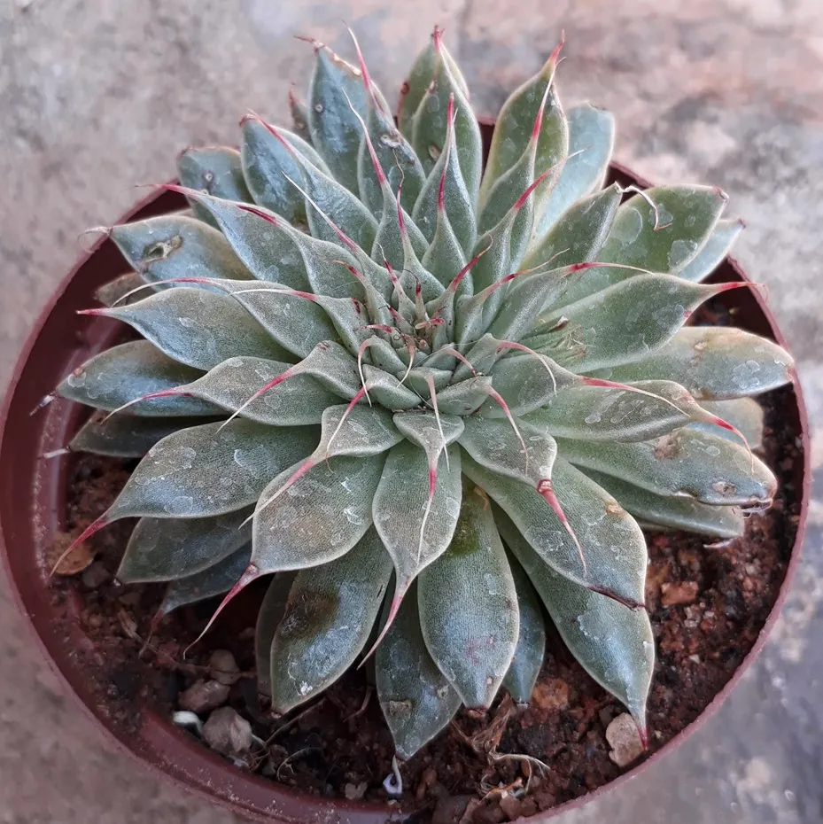 Graptopetalum filiferum.jpg