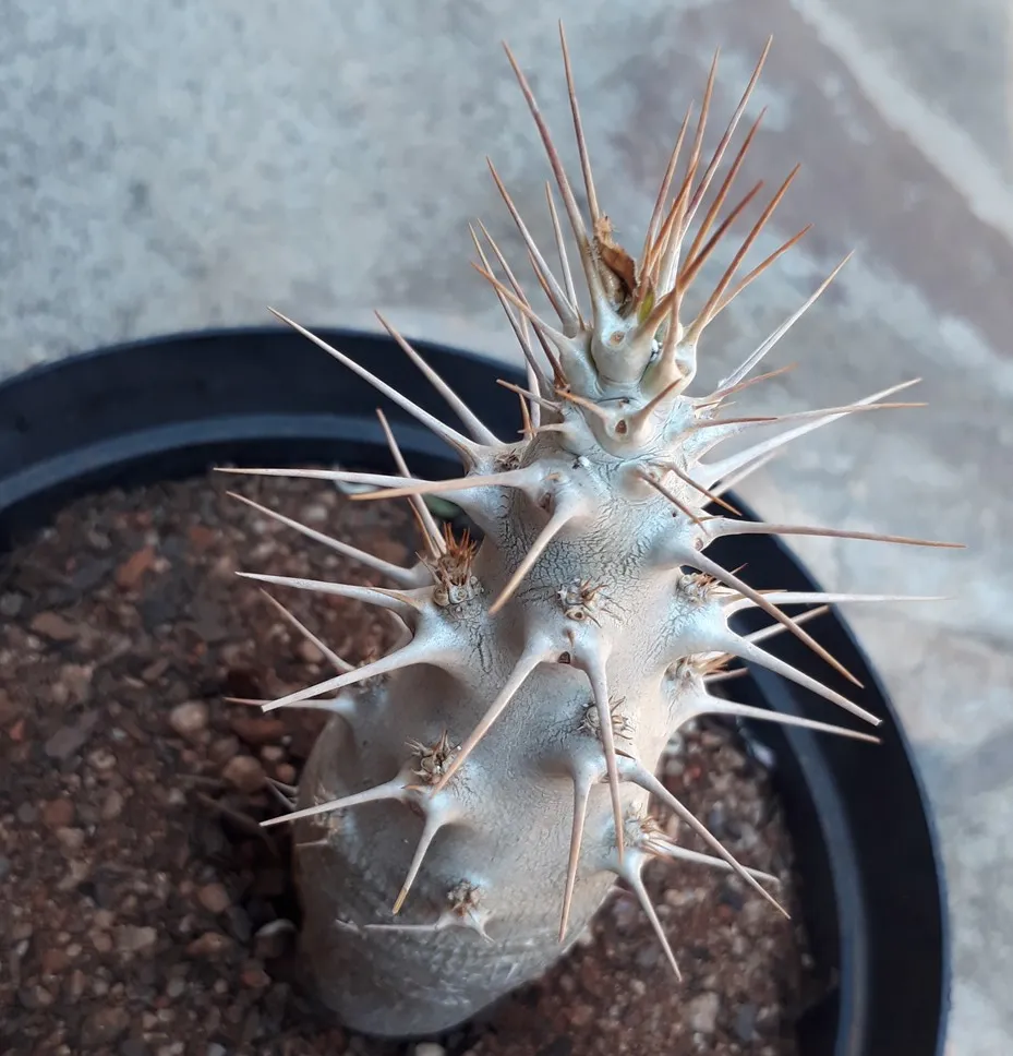 Pachypodium saundersii.jpg