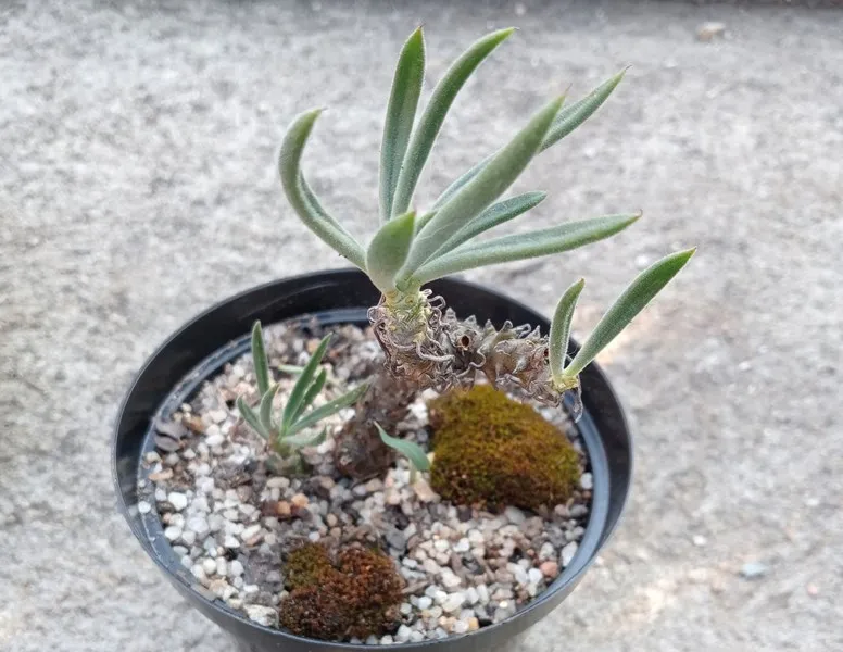 Tylecodon ventricosus.jpg
