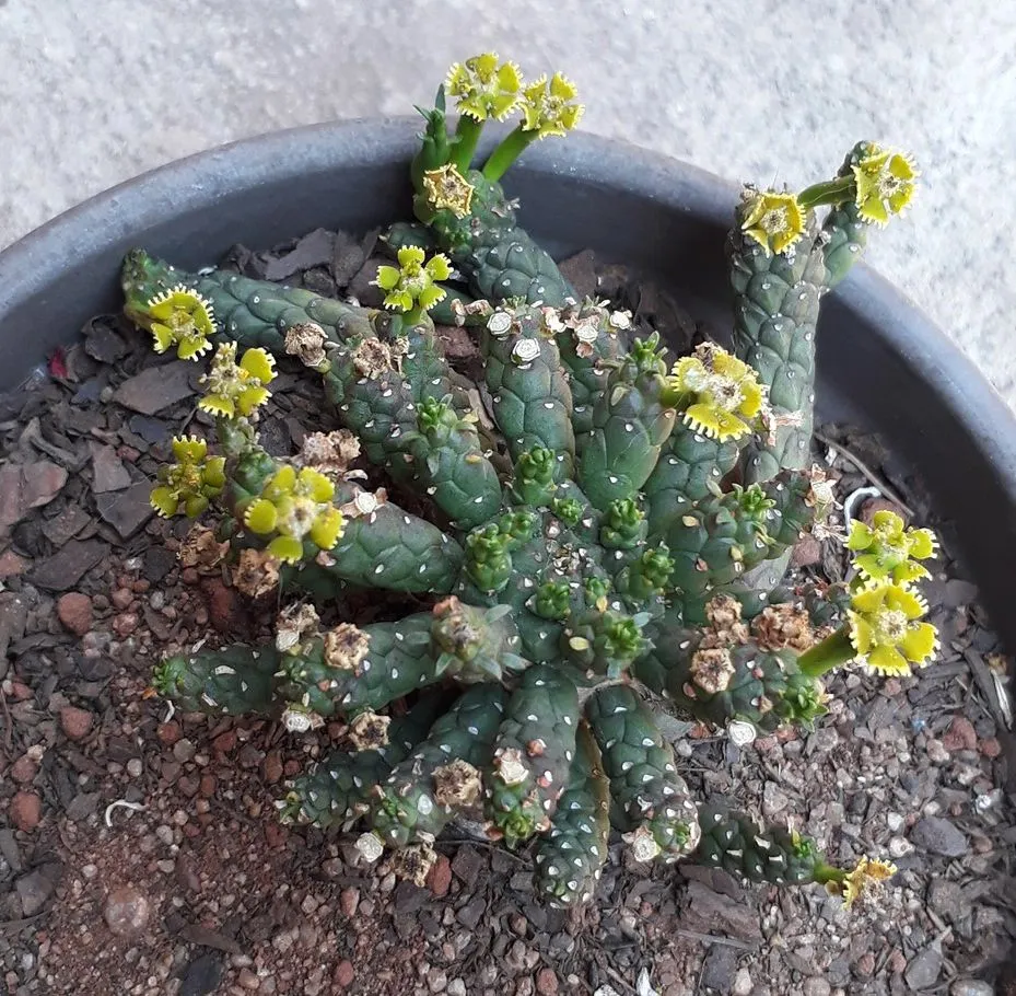 Euphorbia flanaganii.jpg