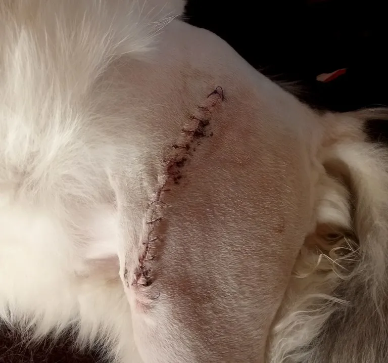 stitches.jpg