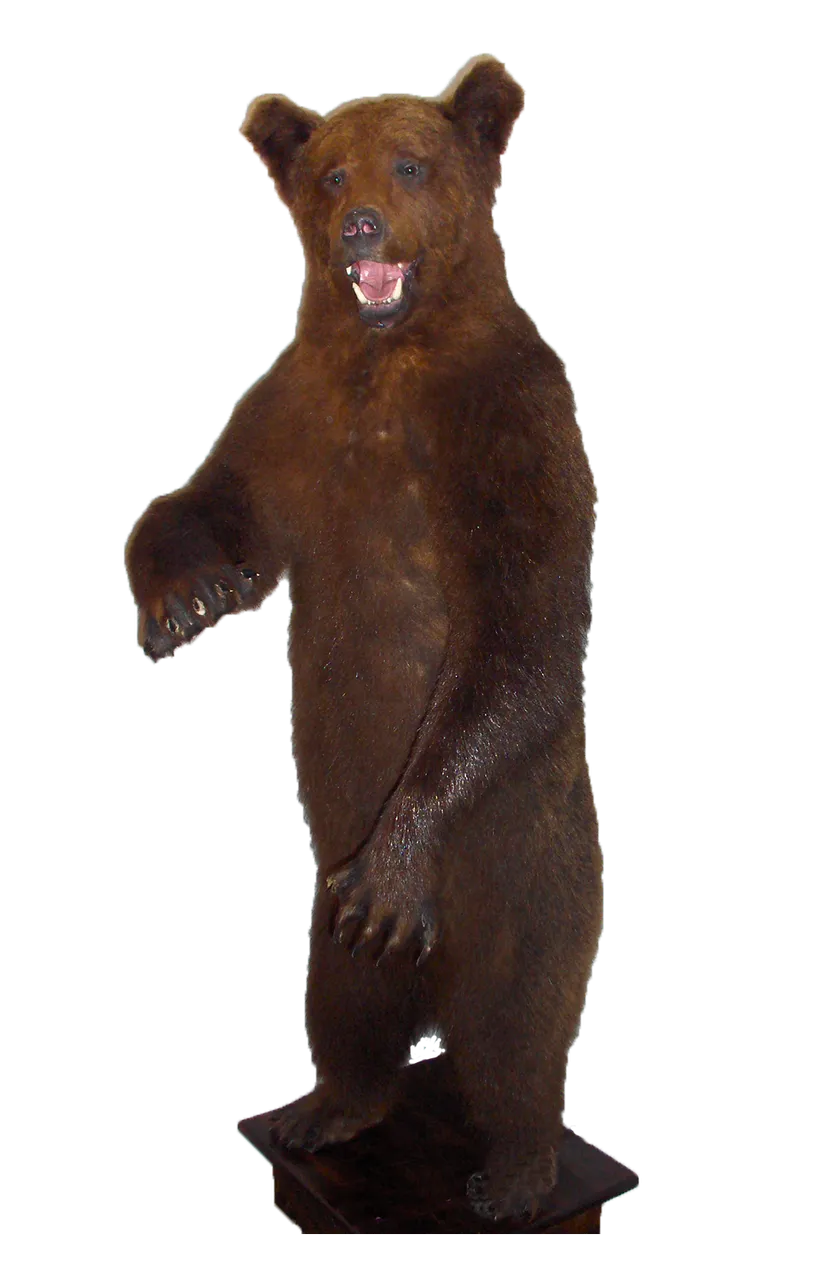 brownbear_lil10_13.png