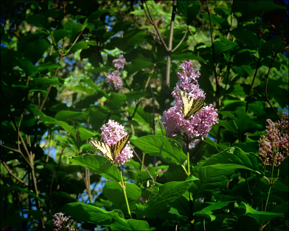 focused view 2 swallowtail  butterflies on lilac blooms.JPG