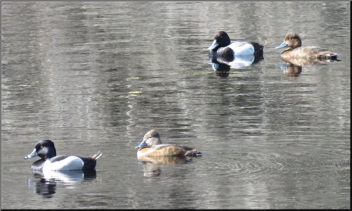 2 pairs golden eye ducks swimming.JPG