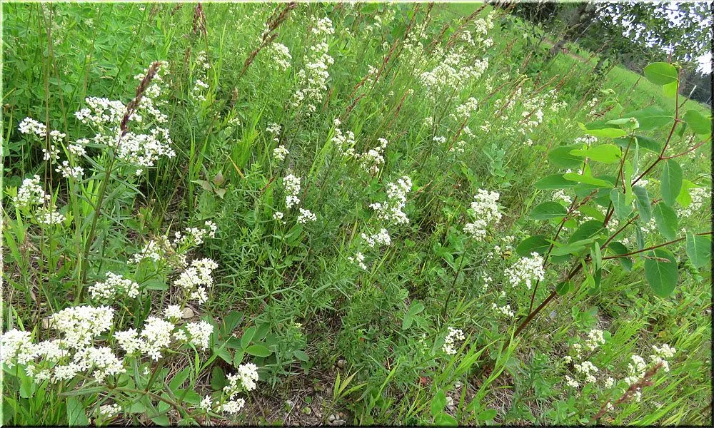 patch of bedstraw in flower with grass seed heads among them.JPG