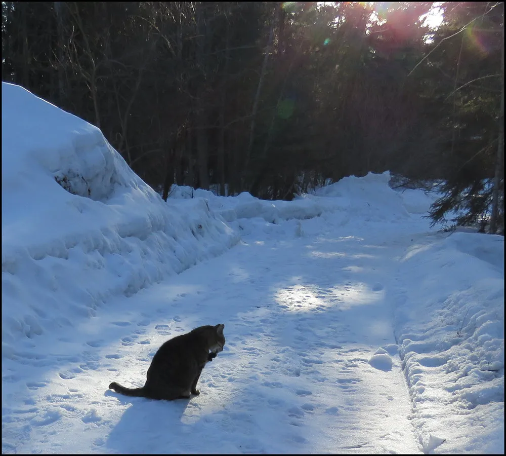 JJ licking paw by snowbank on lane.JPG