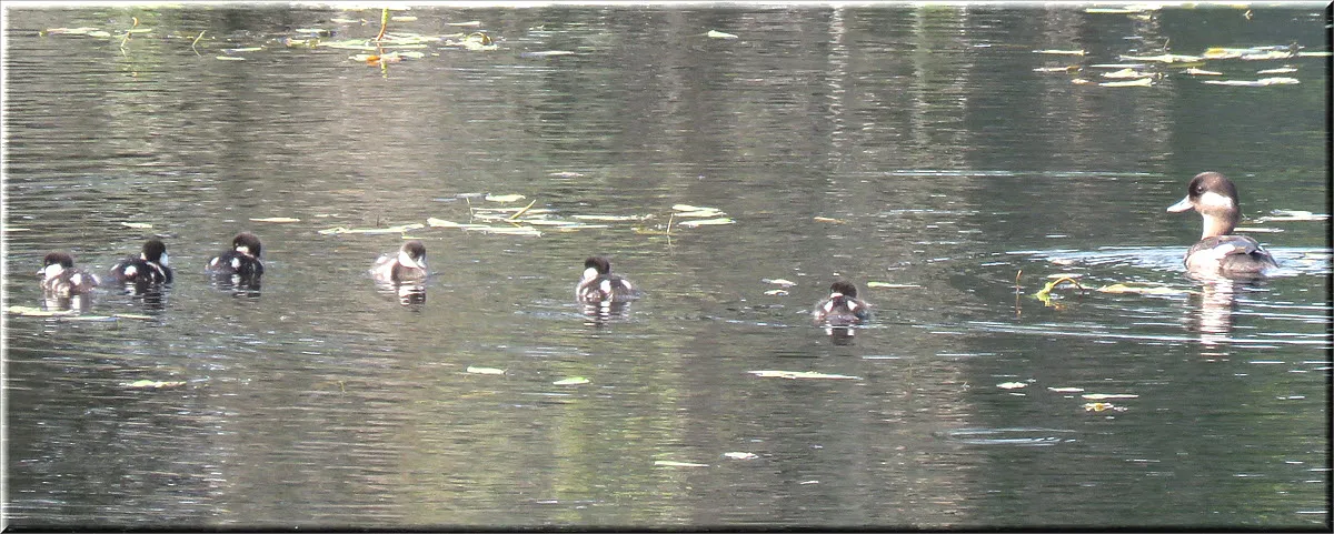 female bufflehead with 6 ducklings swimming.JPG