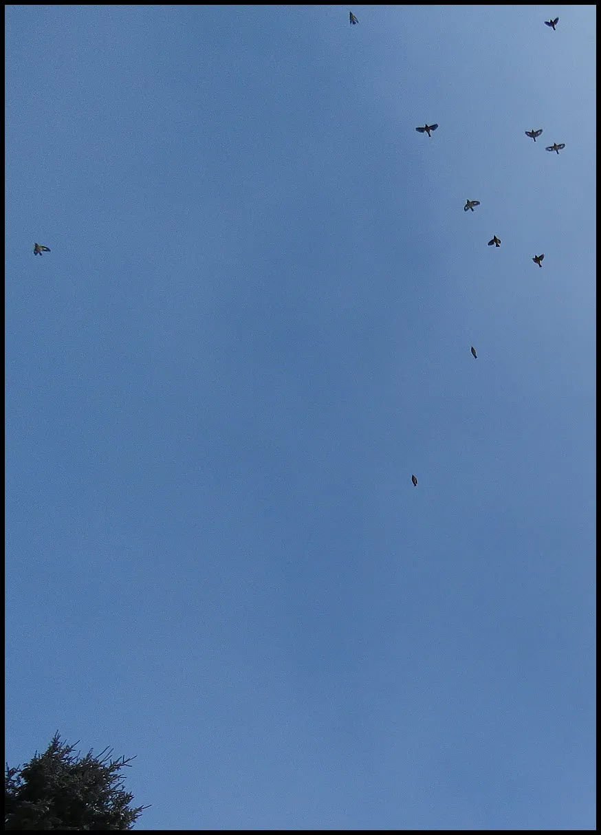flock of grosbeaks in flight over spruce tree top.JPG