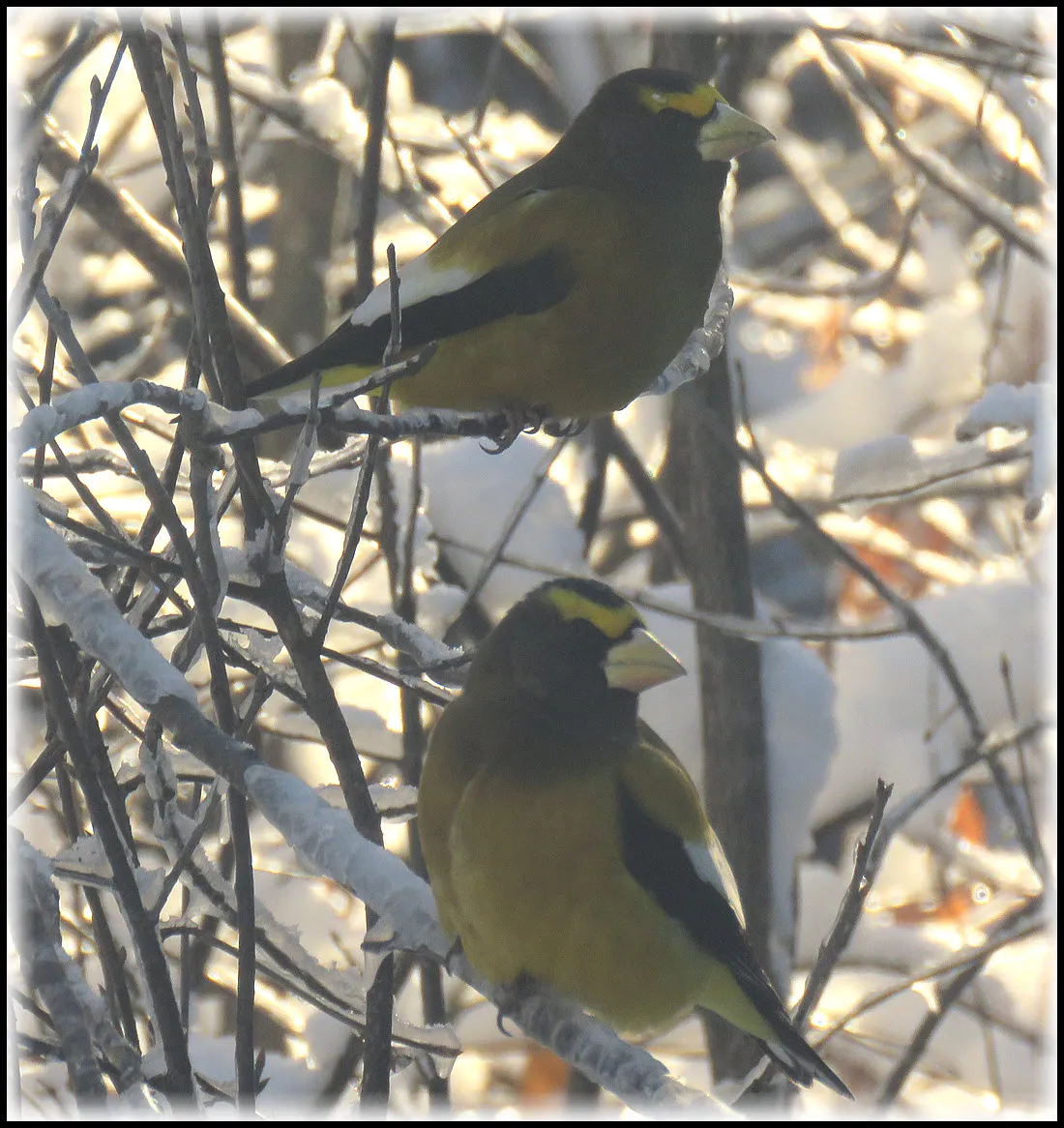close up 2 male evening grosbeaks on icy branches.JPG