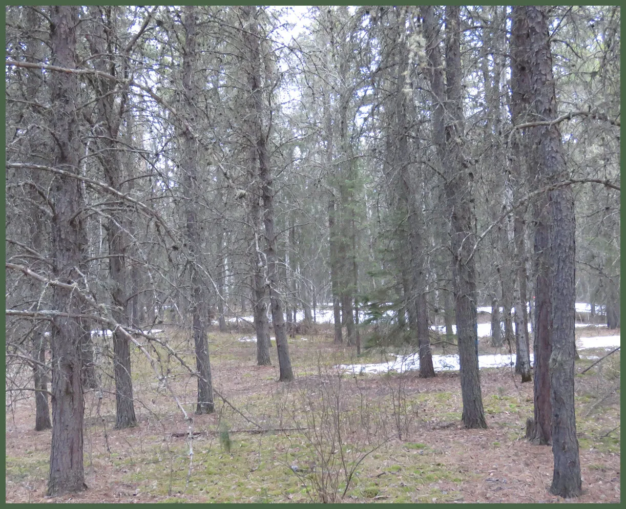 looking into pine meadow with last patchs of snow.JPG