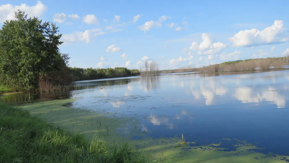 scene of the pond with ducks in the distant part.JPG