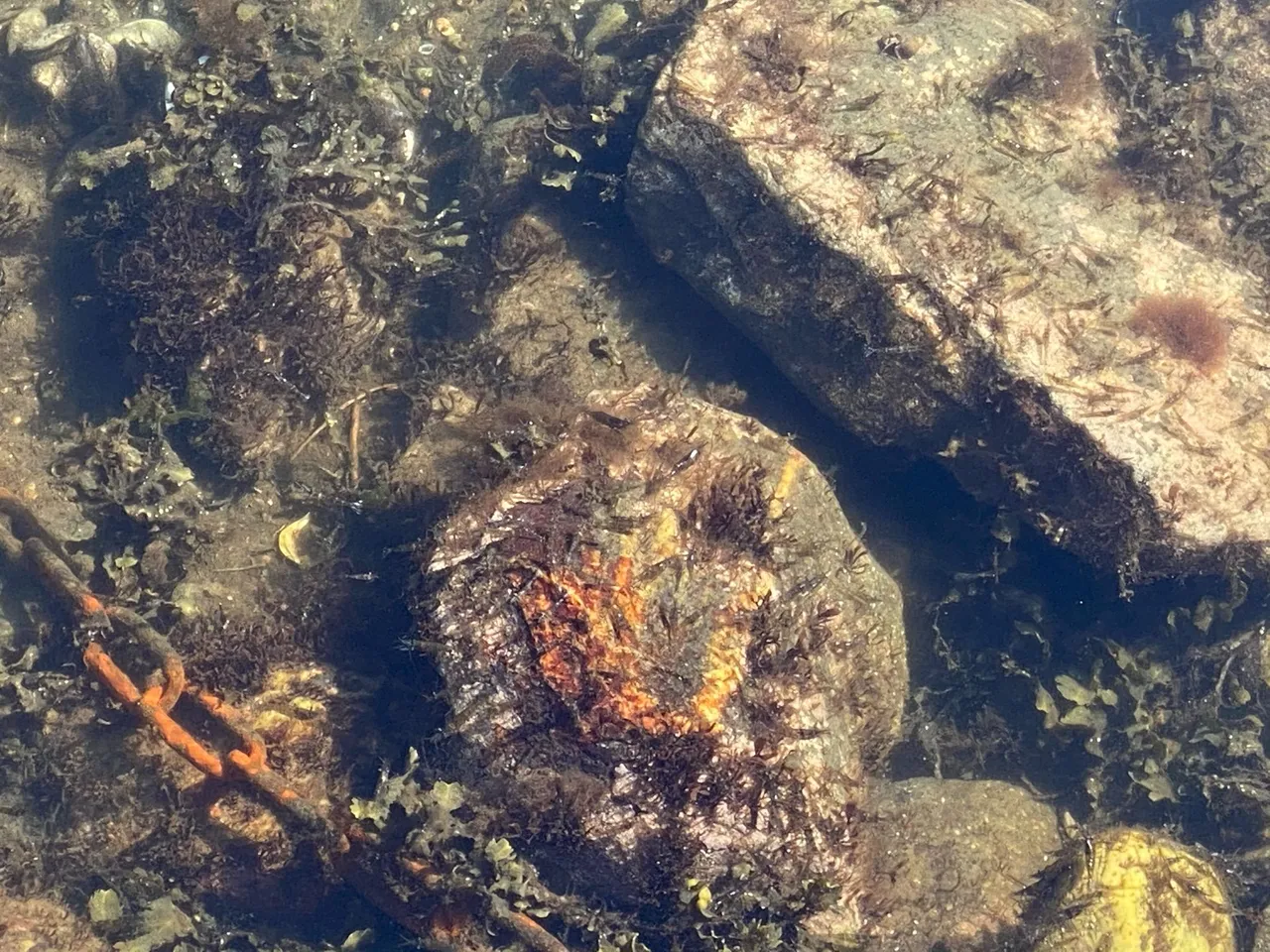 There's shrimp in them waters.