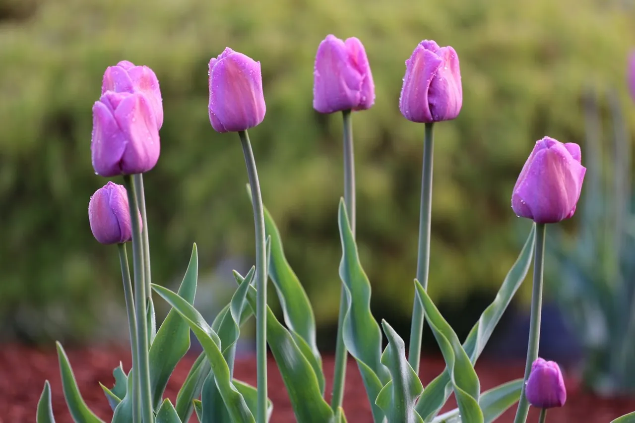 Purple Tulip