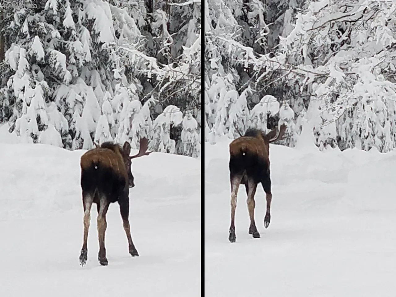 shasta2023jan1st47moose9io.jpg