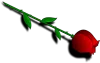 rose-32708_1280.png