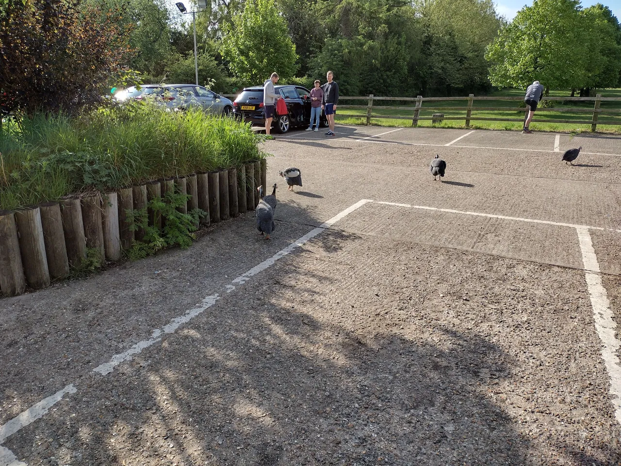 Guineafowl