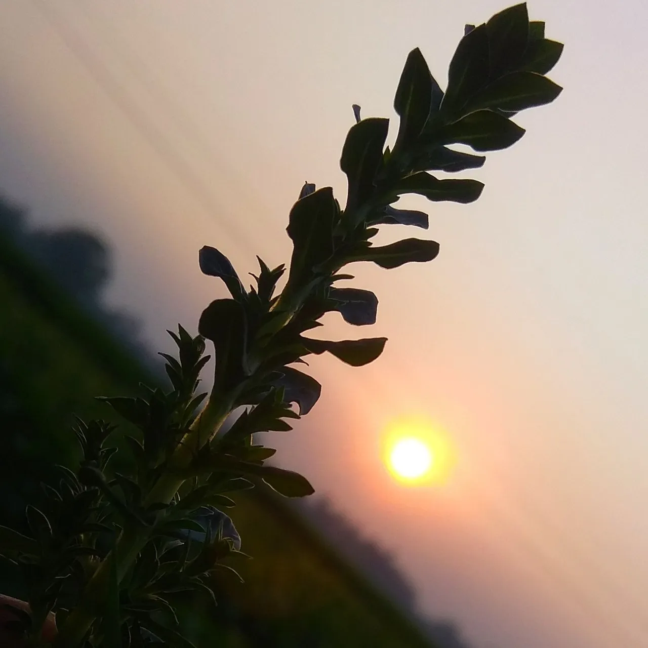 IMG_20211010_175019.jpg