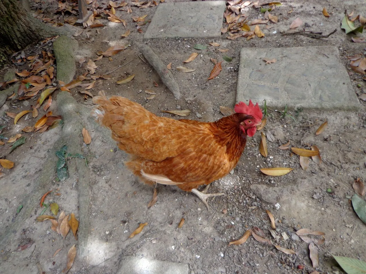 ruperta corriendo.jpg