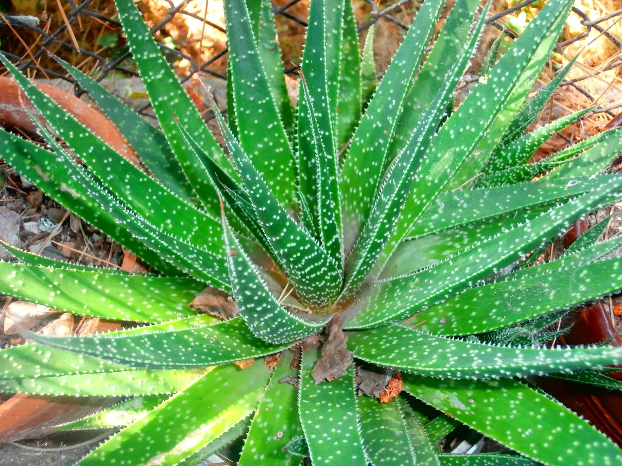 P6270014.JPG