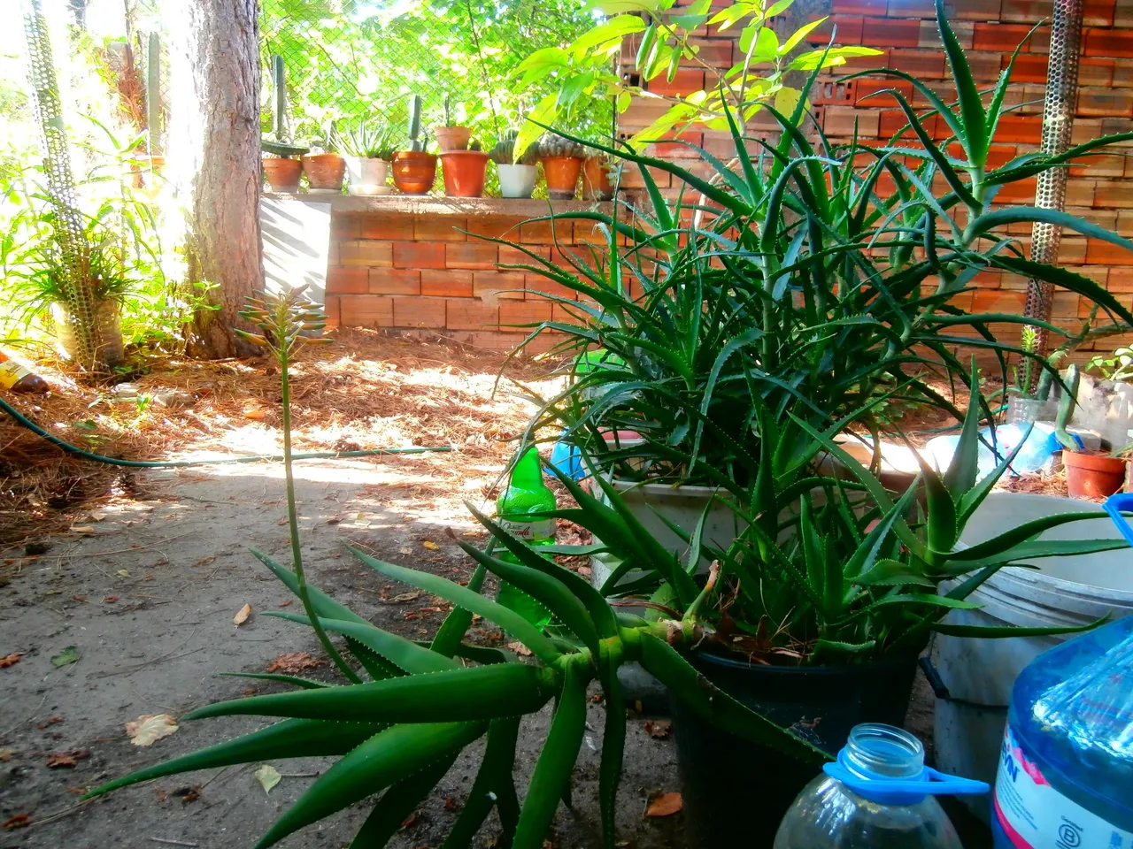 P6170008.JPG