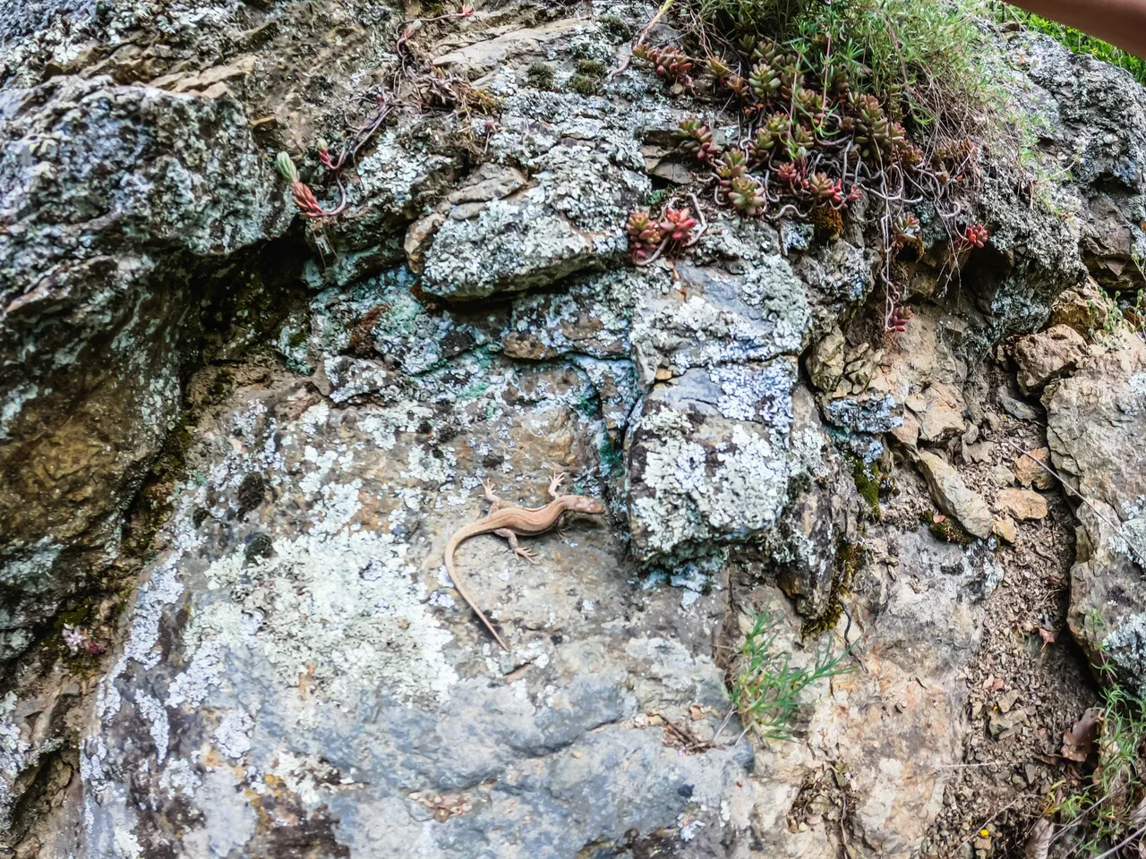 DOLAPITE (147 of 150).jpg