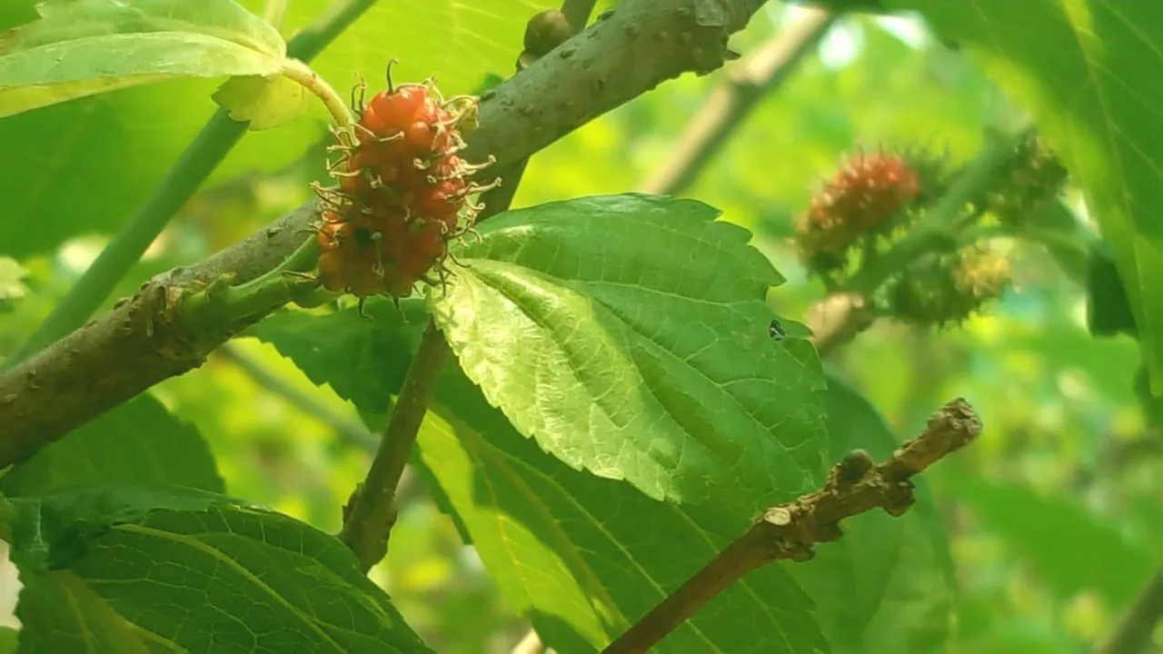 55576660_970865726637695_6712693829612339200_n 2.jpg