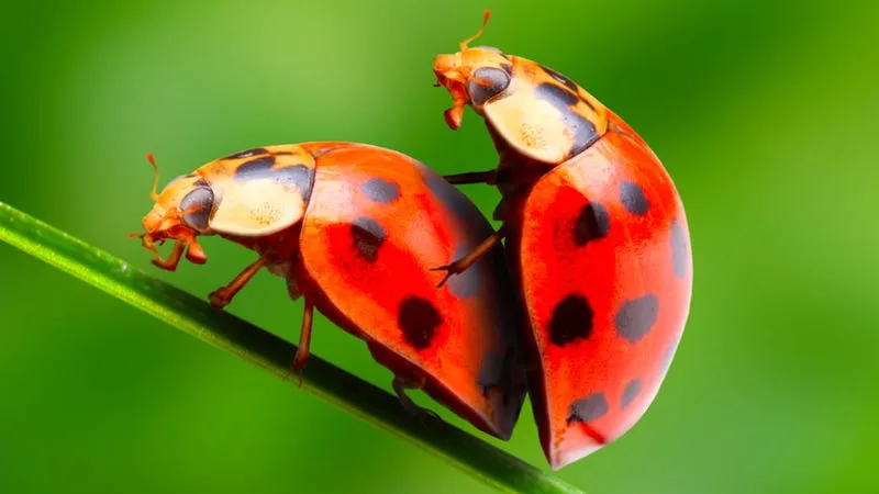 Ladybugs