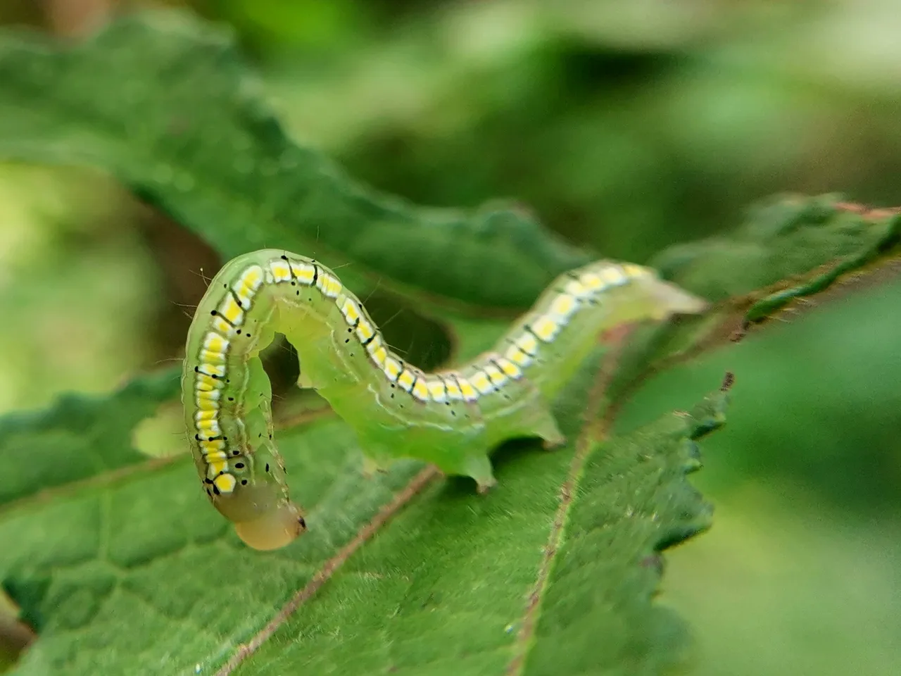 The lines on the stomach make this caterpillar beautiful