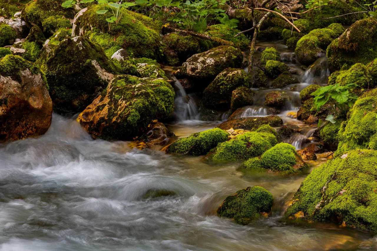 Intimate Landscape Photography - Sunikov Vodni Gaj - Sunik Water Grove, Slovenia