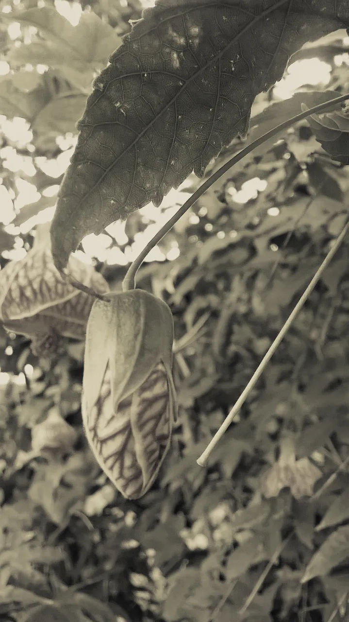 WP_20210603_01_14_47_Pro20210603015017[1].jpg