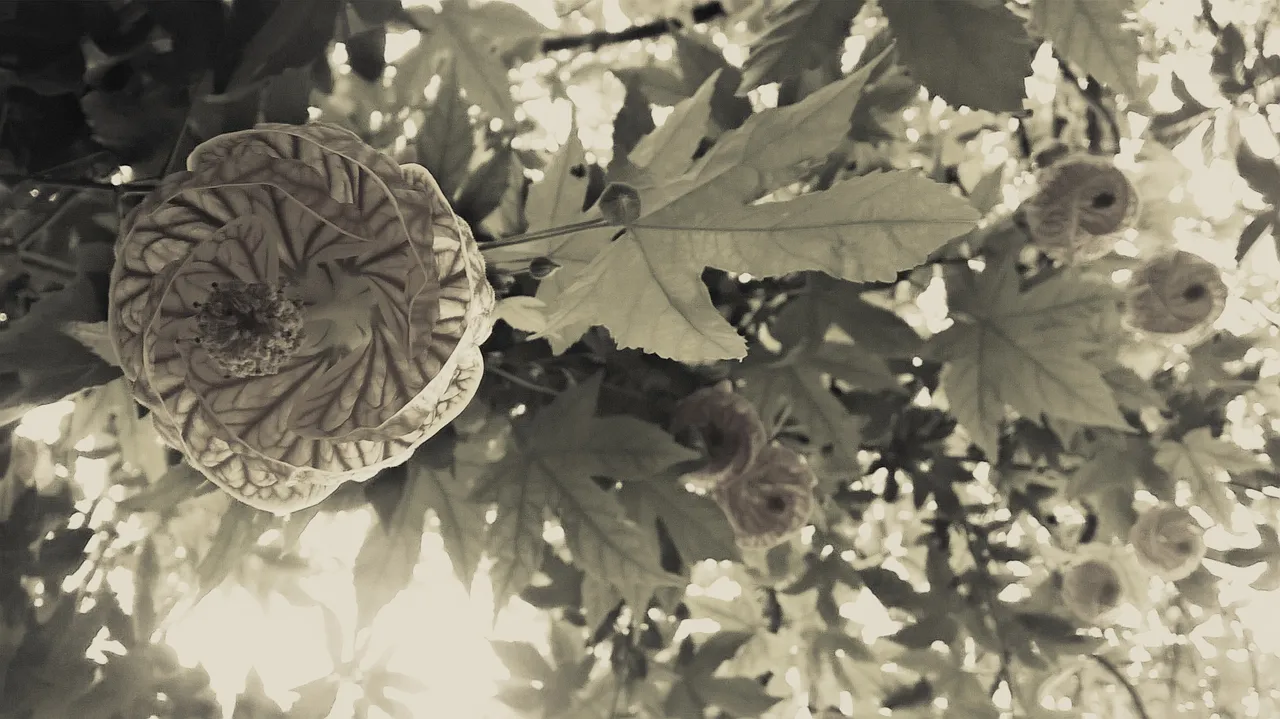 WP_20210603_01_14_27_Pro20210603014928[1].jpg
